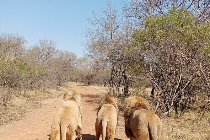 Guided Walking With Lions Bush-Walk Tour - Good To Know