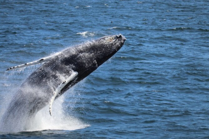 Guided Whale Watching Experience From Reykjavik - Good To Know