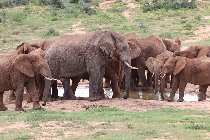 Half-Day Addo Elephant National Park - Key Points