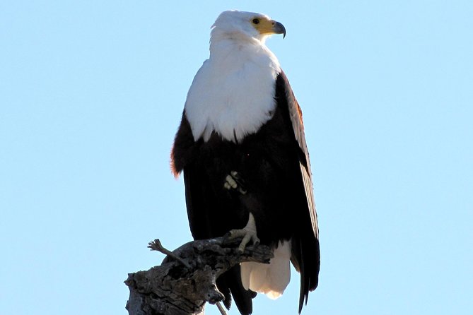 Half-Day Birding Tour of Livingstone - Key Points