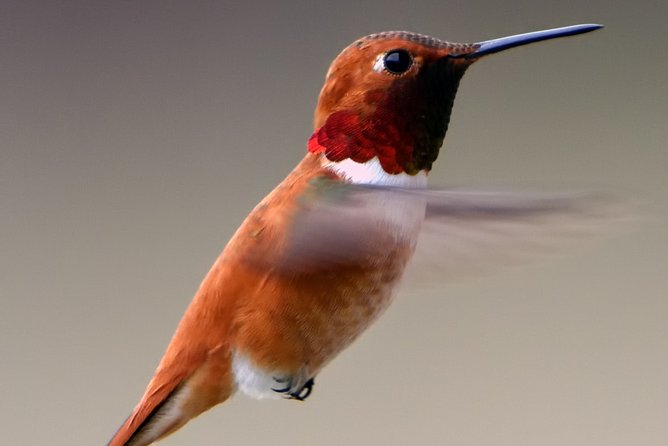 Half Day Birdwatching in the South Okanagan - Good To Know