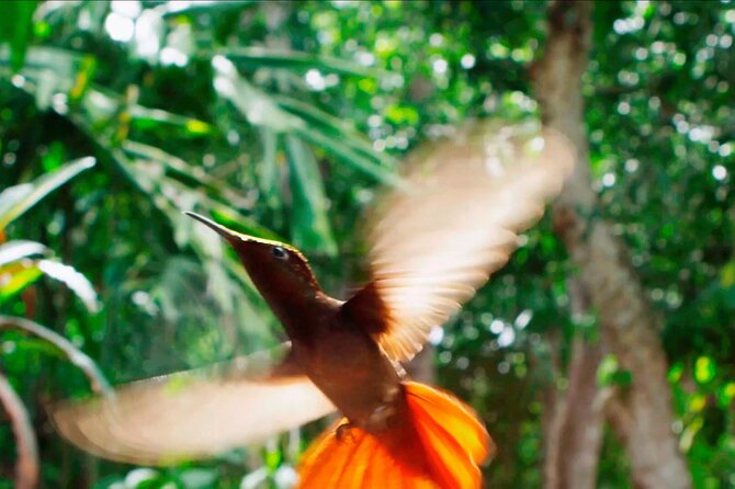 Half-Day Group Tour to Tobago Caribbean Coast - Tour Overview