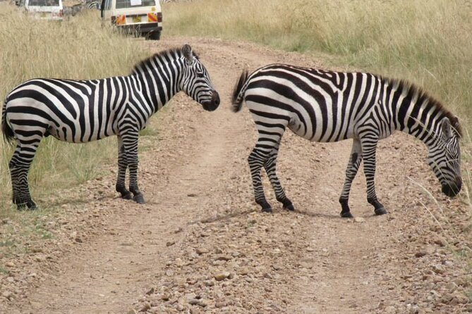 Half-Day Nairobi National Park Tour From Nairobi - Key Points