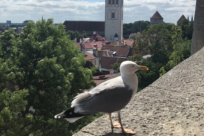 Half-Day Private Accessible City Tour in Tallinn - Good To Know