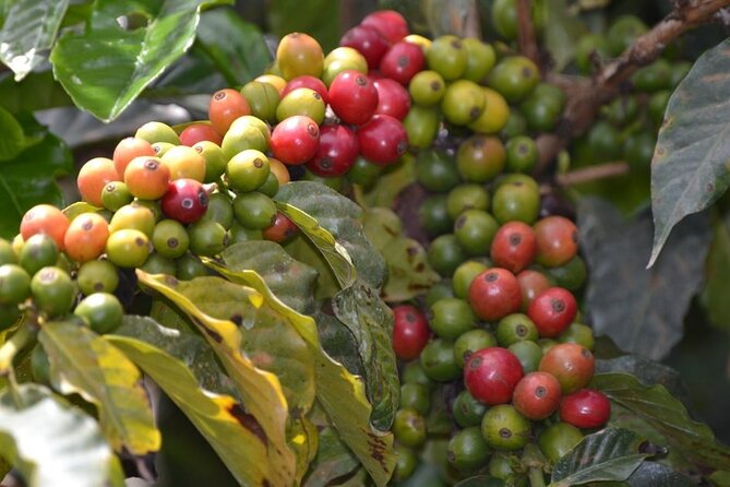Half-Day Private Fairview Estate Coffee Farm Tour With Pick up - Key Points