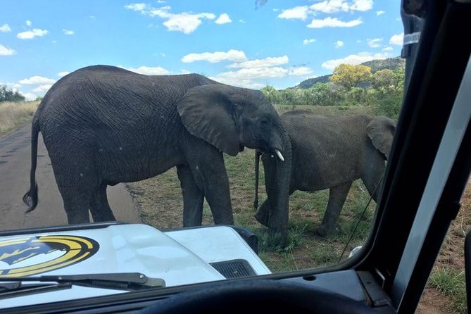 Half Day Safari From Johannesburg - Good To Know
