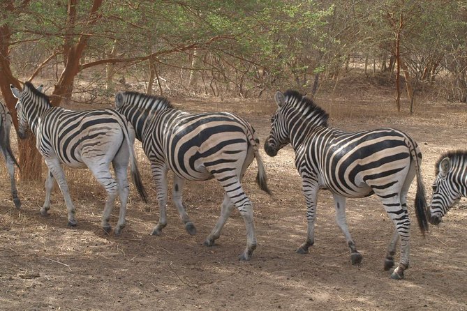 Half-Day Somone Lagoon and Bandia Park Safari From Dakar - Good To Know