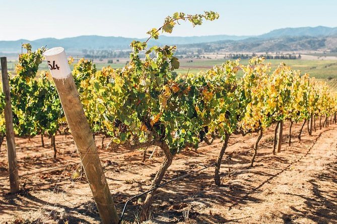 Half Day Trip to Casas Del Bosque Vineyard From Santiago - Wine Tasting Included - About Your Stay
