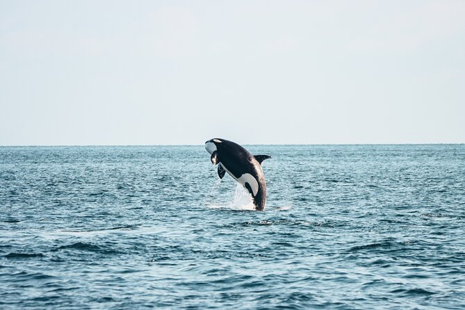 Half-Day Whale Watching Adventure From Victoria - Good To Know