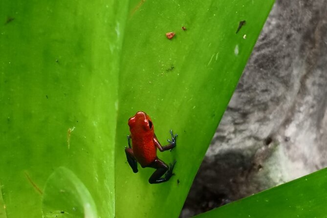Half-Day Wildlife Hiking Tour of Cahuita National Park - Good To Know
