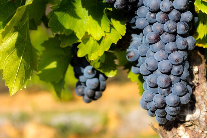Half-Day Winery and Wine Tasting Guided Walking Tour - Good To Know