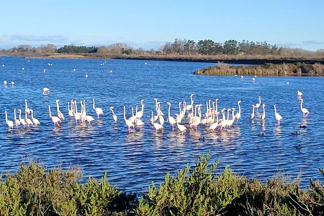 Happy Tour Camargue an Immersion by Bike and Scooter E - Good To Know