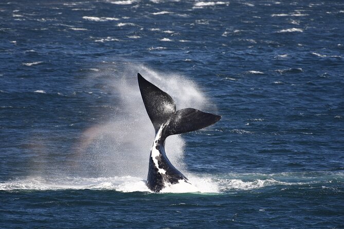 Hermanus Land Based Whale Tour With Dave De Beer - Good To Know