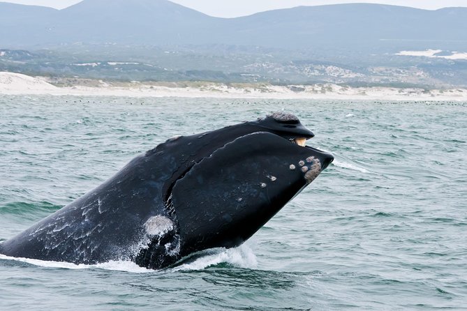 Hermanus Whale Watching Boat Trip With Shared Transfers From Cape Town - Good To Know