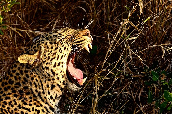 Hluhluwe Imfolozi & Dumazulu Cultural Village Tour From Durban - Good To Know