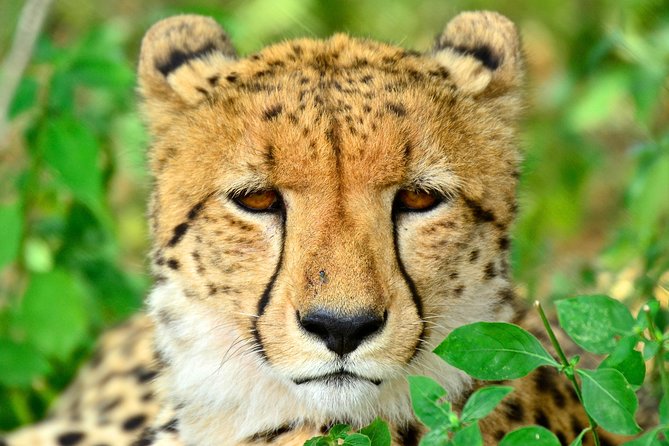 Hluhluwe Safari & Emdoneni Wild Cat Project Day Tour From Durban - Good To Know