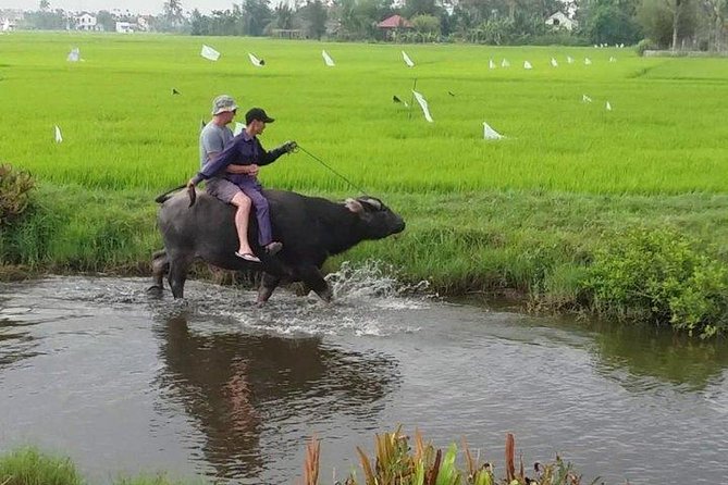 Hoi An Countryside - Buffalo Riding - Basket Boat Rowing - Overview of Hoi An Countryside