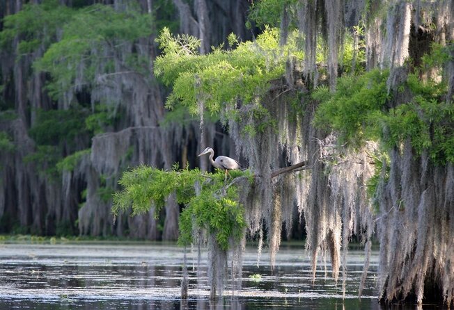 Honey Island Swamp Private Tour With Transport From New Orleans - Good To Know