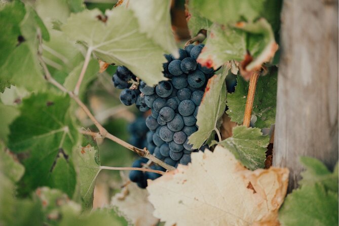 Horse Riding in the Vineyards of Ramatuelle + Wine Tasting - Key Points