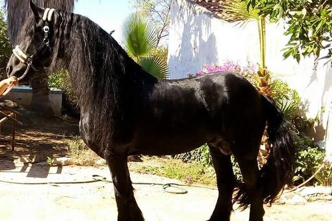 Horseback Riding in Cartagena (Spain) - Scenic Trails in Calblanque