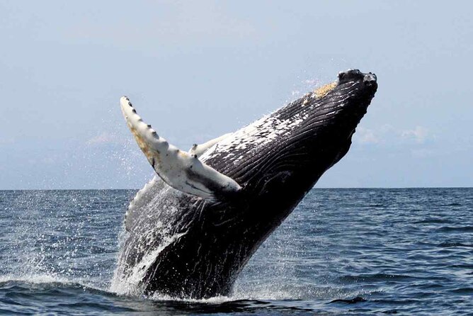 Humpback Whale Watching in Samana From Juan Dolio - Key Points