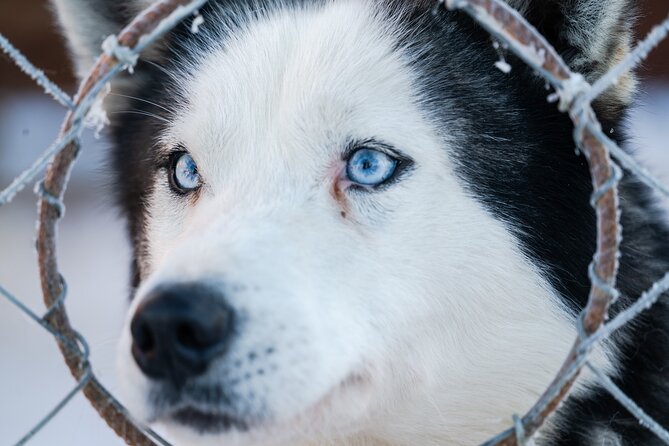 Husky Sledding Ride 1,5 Km Family Trip - Key Points