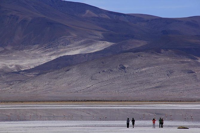 Iquique, Salar Del Huasco National Park – Full Day