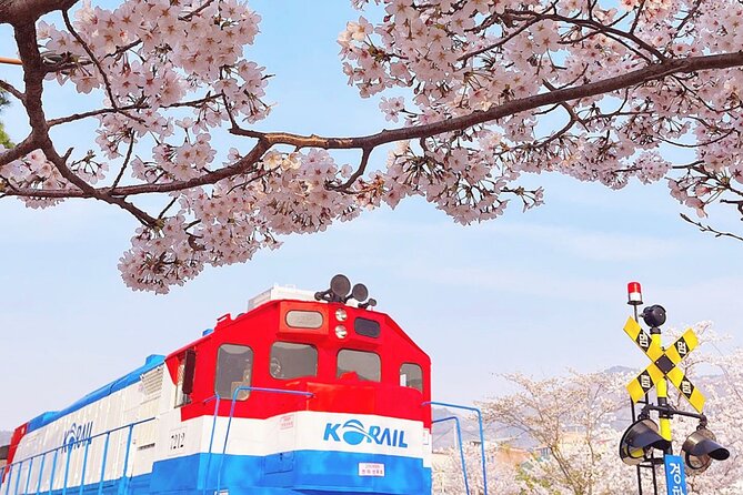 Jinhae Pink Cherry Blossom Festival Day Tour From Seoul - Good To Know