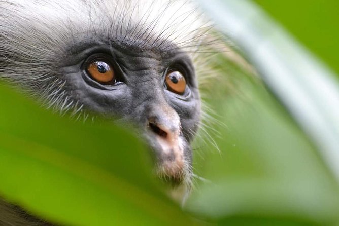 Jozani Forest Wild Tour - Key Points