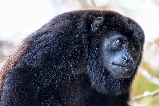 Jungle Safari at the Panama Canal - About Your Stay