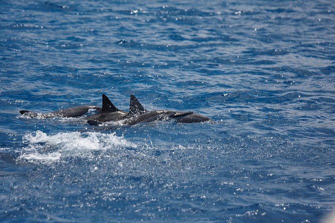 Kawaihae Luxury Snorkel Cruise & Wildlife Watch With Lunch - Good To Know
