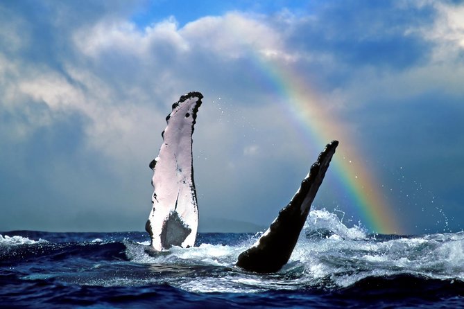 Kawaihae Whale Watch - Guaranteed - Good To Know