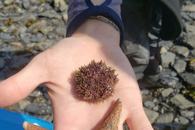 Kayak Paddle on Resurrection Bay - Good To Know
