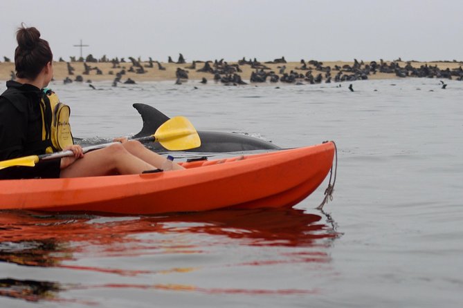 Kayaking and Sandwich Habour Guided Day Tour From Walvis Bay - Itinerary Details