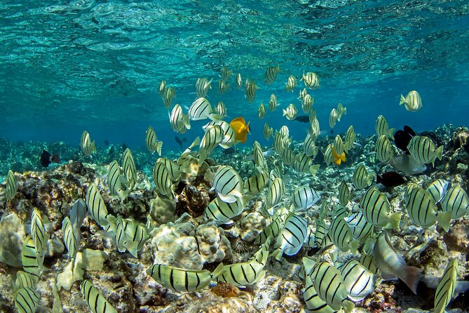 Kealakekua Bay (Captain Cook) Snorkeling - Good To Know