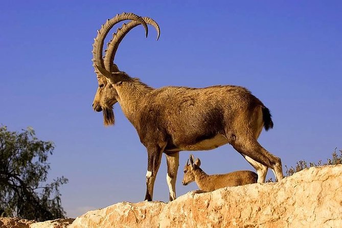 Khor Virap, Areni Winery, Noravank + Wild Goat Watching - Private Tour - Good To Know