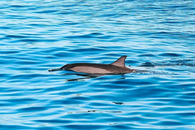 Kona: 3 Hour Dolphin Watch, Reef Snorkel, & BBQ Lunch - Good To Know