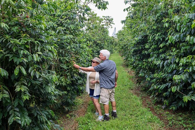 Kona Coffee Crop to Cup: Private Group Coffee Farm Tour in Hawaii - Good To Know
