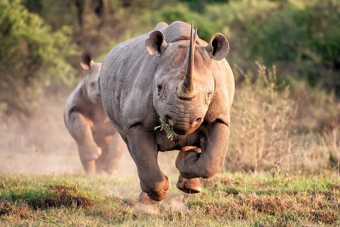Kruger National Park. 2 Days Best Ever Safari From Cape Town - Overview of the Safari