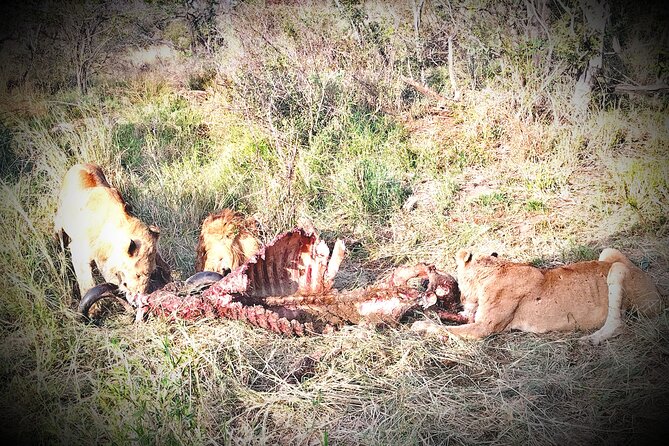 Kruger National Park Night Safari Minimum 4people - Tour Overview