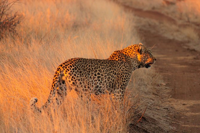 Kruger National Park Sunrise Half-Day Safari Tour - Good To Know