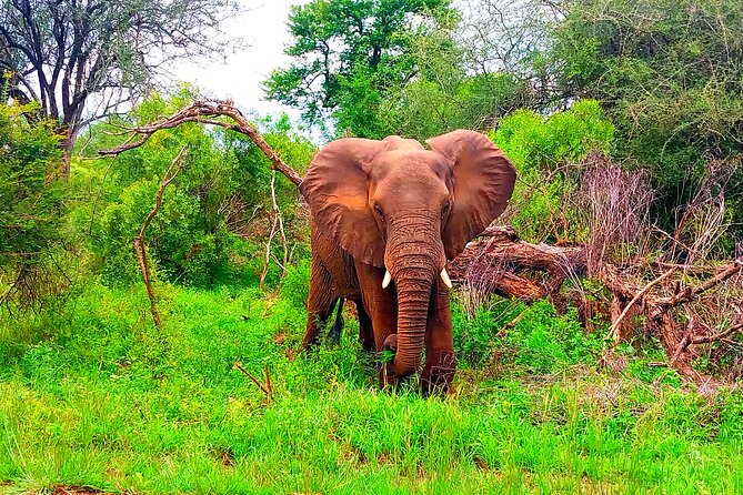Kruger Park Full Day Guided Safari - Key Points