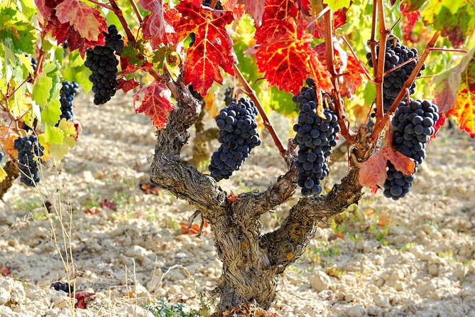 La Rioja Private Winery Visit With Wine Tasting and Lunch - Explore the Basque Country