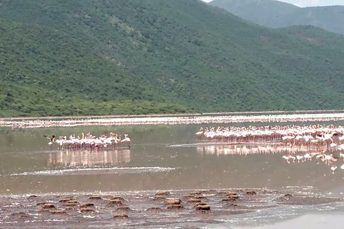 Lake Bogoria Flamingos Tour From Nairobi - Key Points