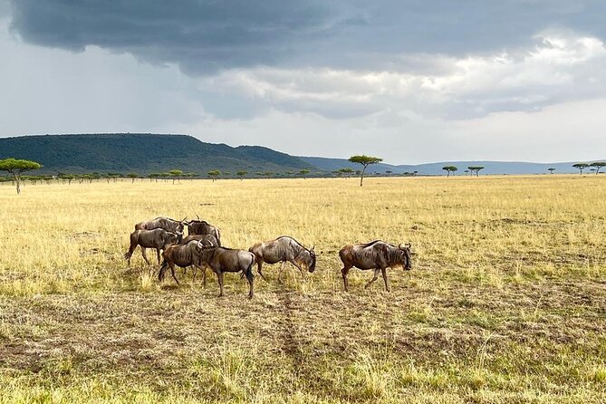 Lake Nakuru, Naivasha & Masai Mara 5 Days 4×4 Jeep Safari