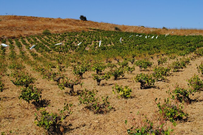 Lemnos Wine Tour - Private Tour - Tour Highlights