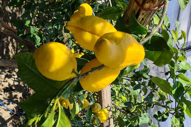 Lemon Path Hike - Amalfi Coast - Good To Know