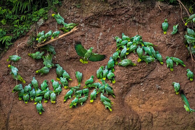 Limoncocha Biological Reserve & Yasuní National Park / Tropical Andes to Amazon - Highlights of Limoncocha Reserve