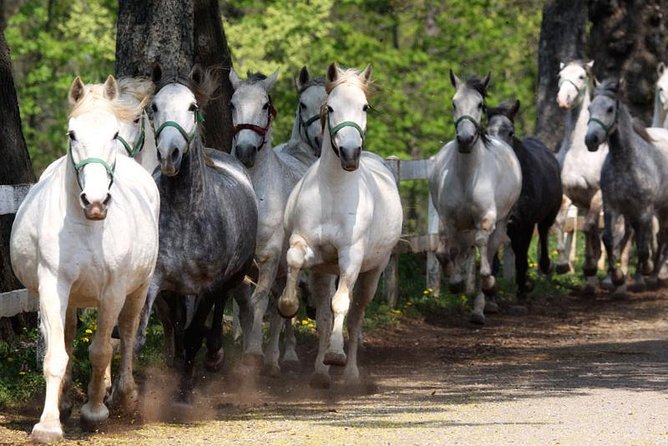 Lipica Stud Farm & Skocjan Caves - Small Group Tour From Koper - Good To Know