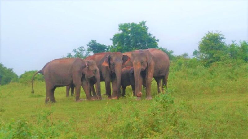 Love Sri Lanka - Luxury Tour - 06 Days - Good To Know